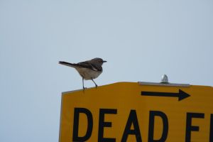 wildlife-59