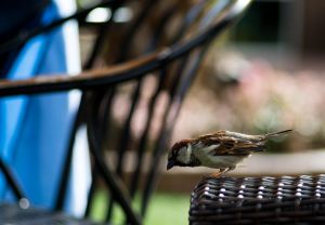 wildlife-60