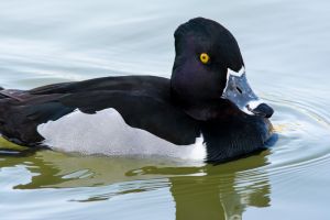 wildlife-61