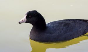 wildlife-62