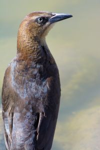 wildlife-9
